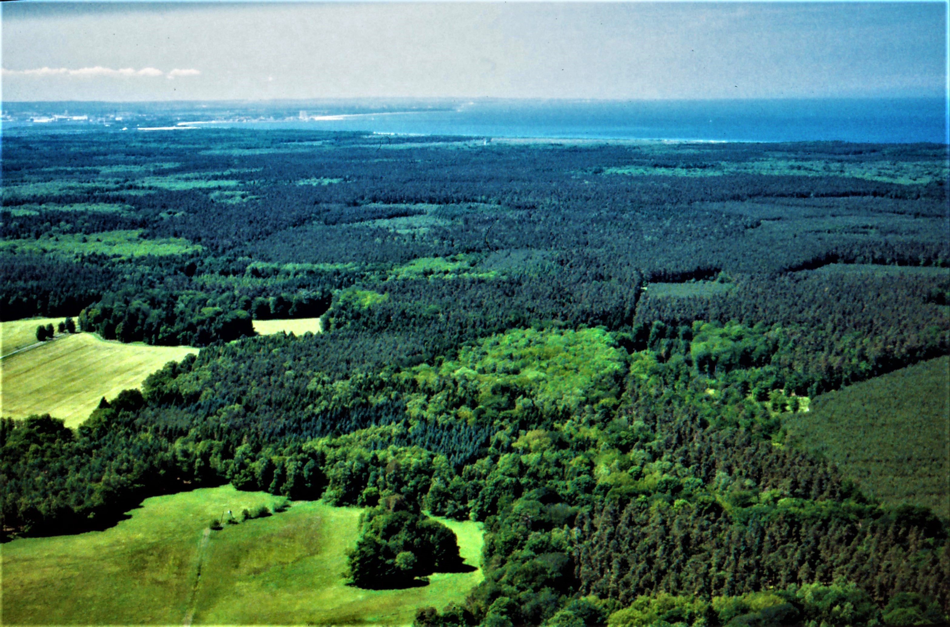 Das Zusammenspiel von Wald und Meer aus der Luft betrachtet