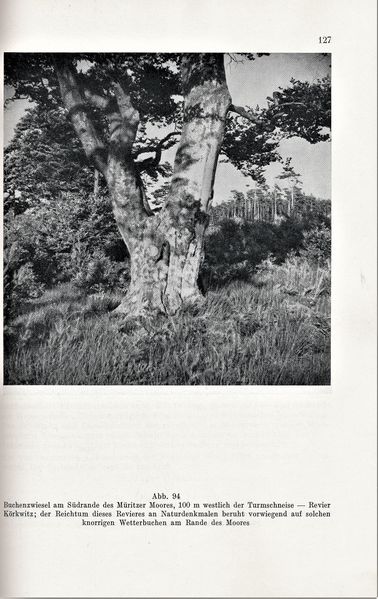 Datei:Kolp Nordöstliche Heide 0127.jpg