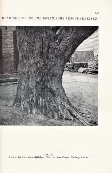 Datei:Kolp Nordöstliche Heide 0145.jpg