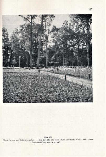 Datei:Kolp Nordöstliche Heide 0187.jpg