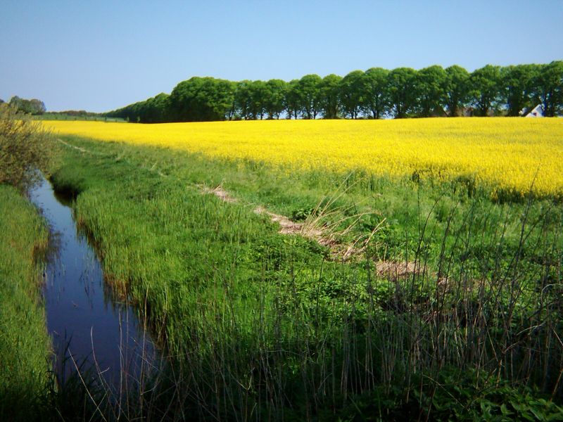 Datei:Raps mit Linden Wassergraben.jpg