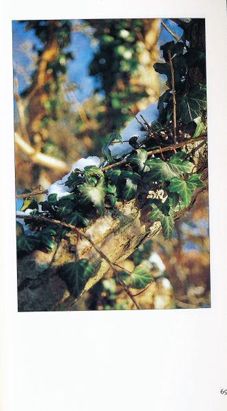 Datei:Rostocker Heide Meckl Landsch 69.jpg