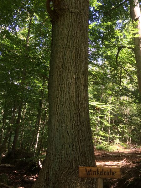 Datei:RH Winkeleiche 2.JPG