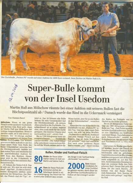 Datei:2016 Mölschow Bulle.jpg