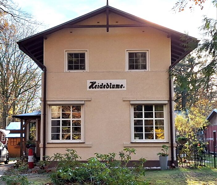 Datei:Zempin-Heideblume 2024.jpg