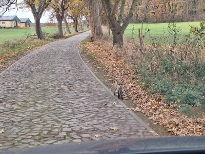 Guten Tag Herr Fuchs