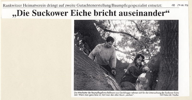 Datei:1997 Eiche 1.jpg