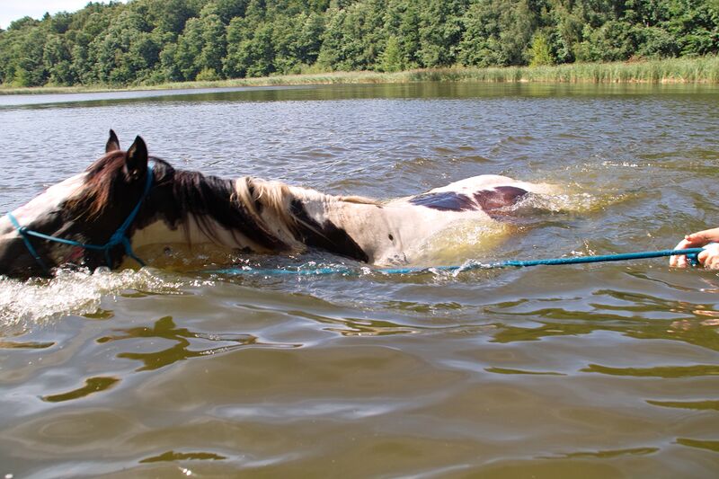 Datei:Pferde schwimmen.jpg