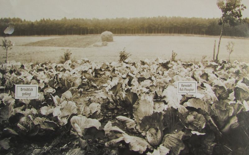 Datei:Tess16.jpg