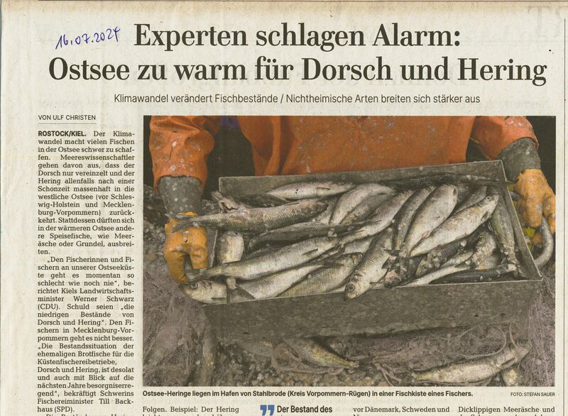 Datei:Ostseefische 2024 a.jpg