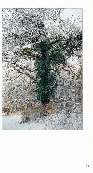 Datei:Rostocker Heide Meckl Landsch 63.jpg