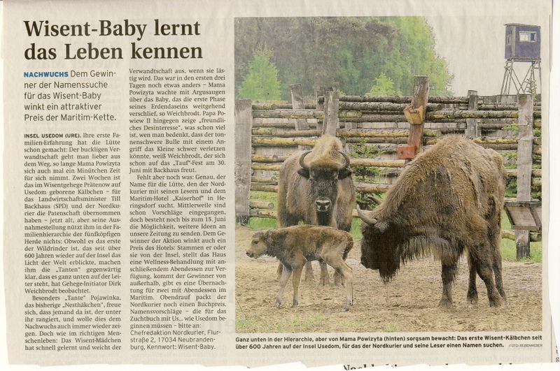 Datei:2005 Wisent 06 a.jpg