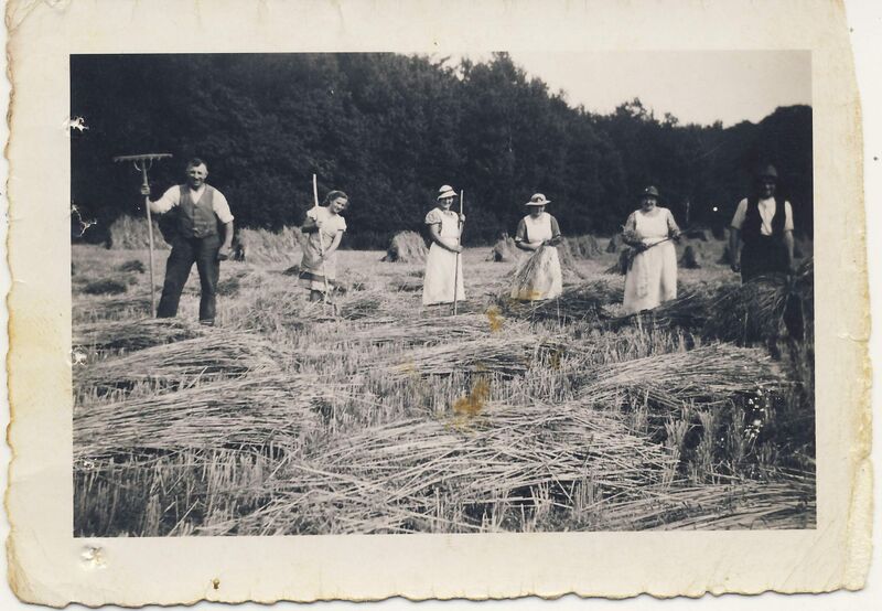 Datei:Ernte von Brotgetreide Voelkshagen.jpg