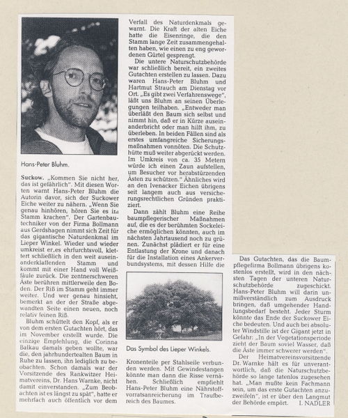 Datei:1997 Eiche 2.jpg