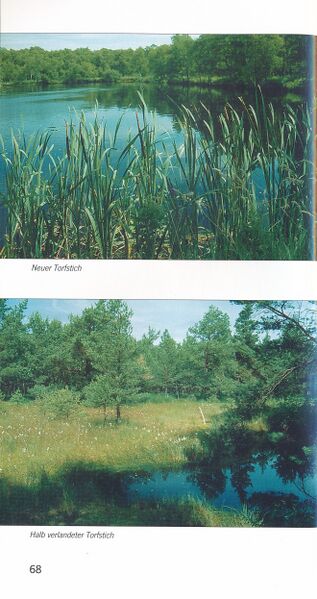 Datei:ML Gelbensander Forst 68.jpg