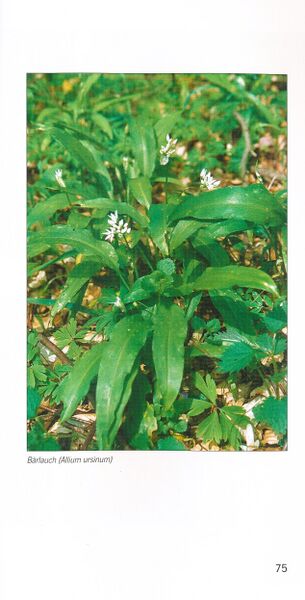 Datei:ML Gelbensander Forst 75.jpg