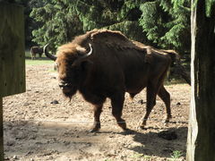 Wisent 6.JPG