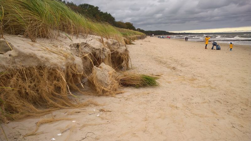 Datei:Strandhafer Wurzen Sturm.jpg