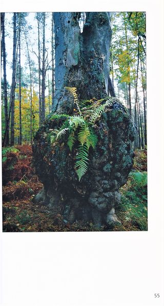 Datei:Rostocker Heide Meckl Landsch 55.jpg