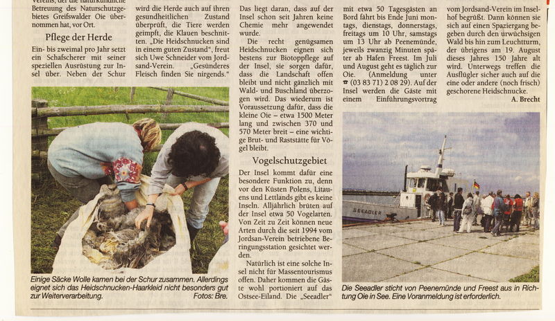 Datei:2005 Schafe 2.jpg
