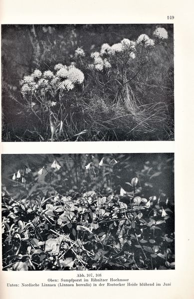 Datei:Kolp Nordöstliche Heide 0149.jpg