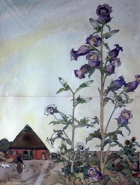 Datei:Scheele 1953 Glockenblume Driedonks.jpg