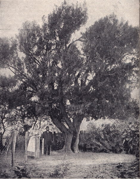 Datei:Moenchhagen Eibe um 1900 b.jpg