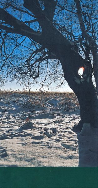 Datei:Rostocker Heide Meckl Landsch 74.jpg