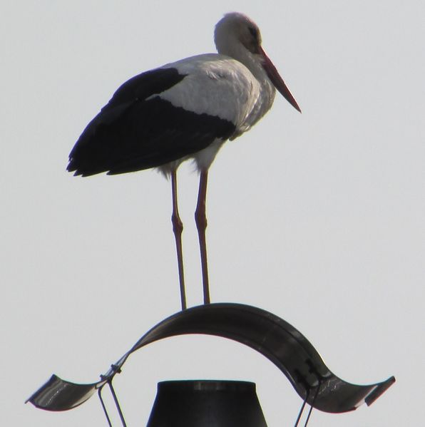 Datei:Storch2.jpg