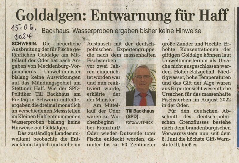 Datei:Stettiner Haff Goldalgen 2024.jpg