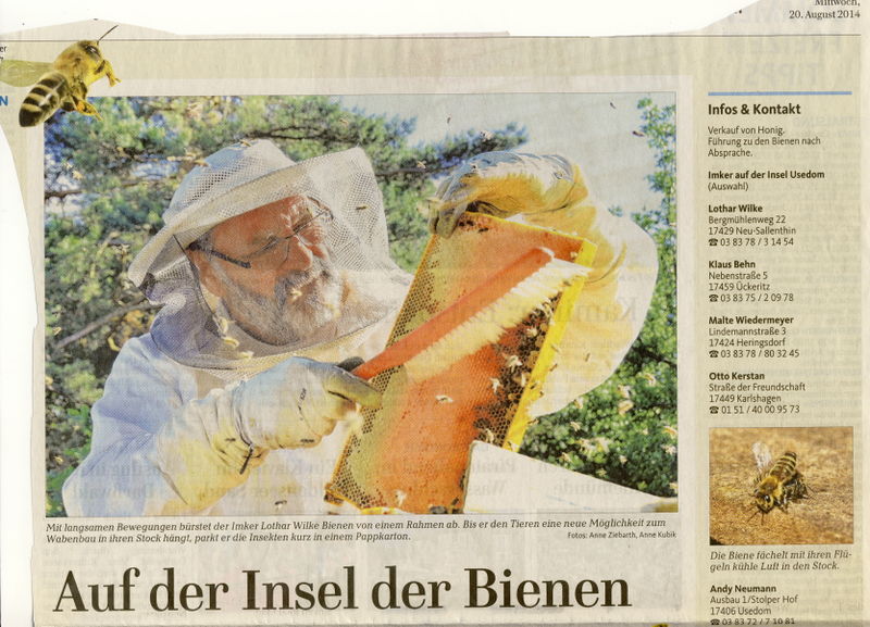 Datei:2014 Bienen 1.jpg