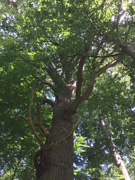 Datei:RH Winkeleiche 1.JPG