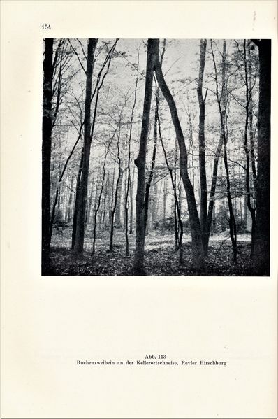 Datei:Kolp Nordöstliche Heide 0154.jpg