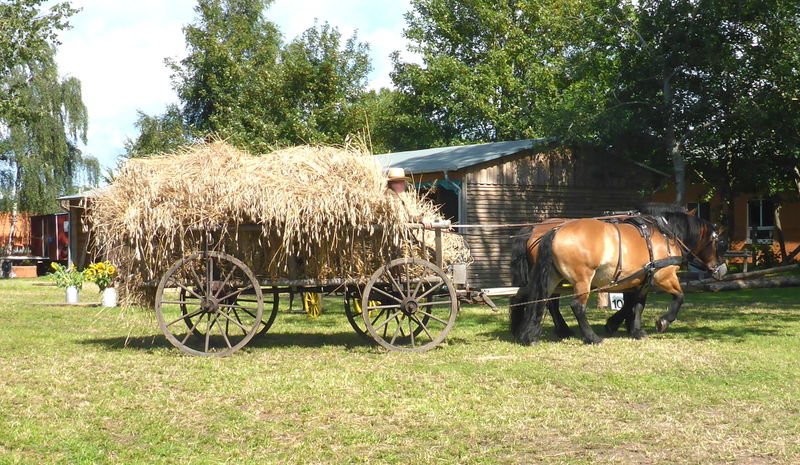 Datei:Ackerwagen mit kaltbluetern freilichtmuseum klockenhagen 2017.JPG