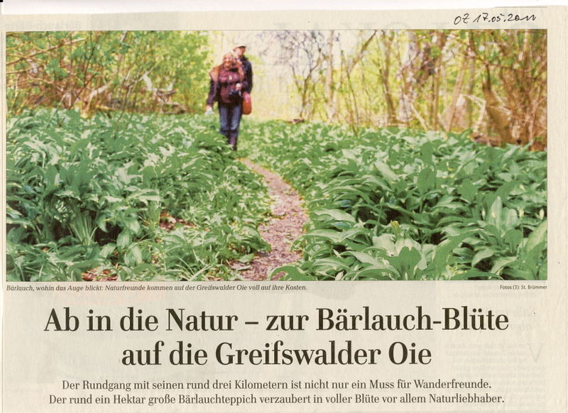 Datei:2011 Bärlauch 1.jpg