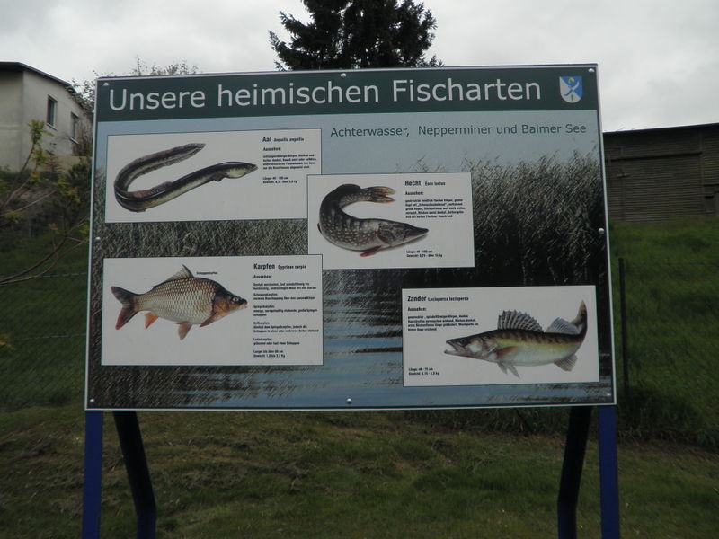 Datei:Neppermin Tafel 12.jpg