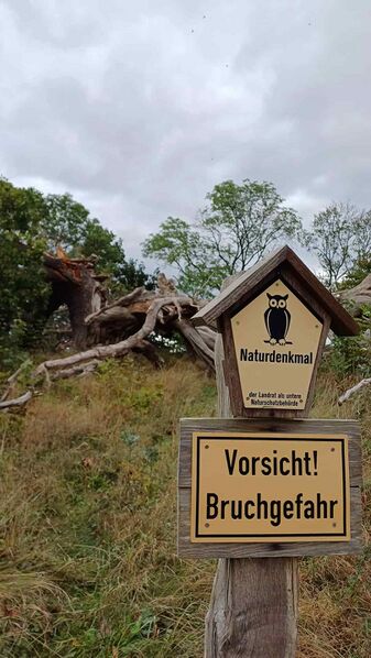 Datei:Suckow Eiche 2024 c.jpg