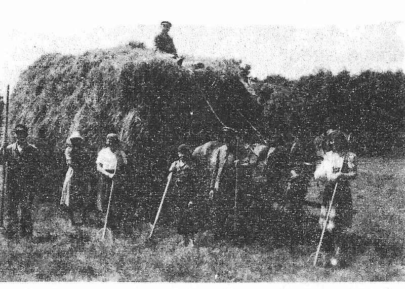 Datei:Heuernte um 1950.jpg