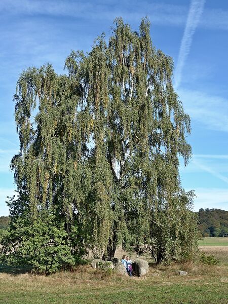 Datei:Hünengräber Burtevitz 1 2.jpg