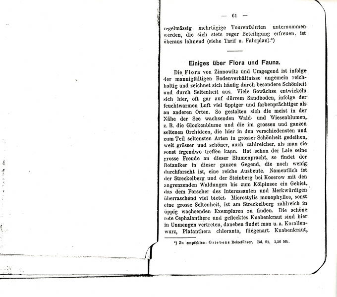 Datei:1903 Z - 05 Pflanzen.jpg