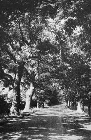 Schildfelder Eichenallee mit Pflasterstraße