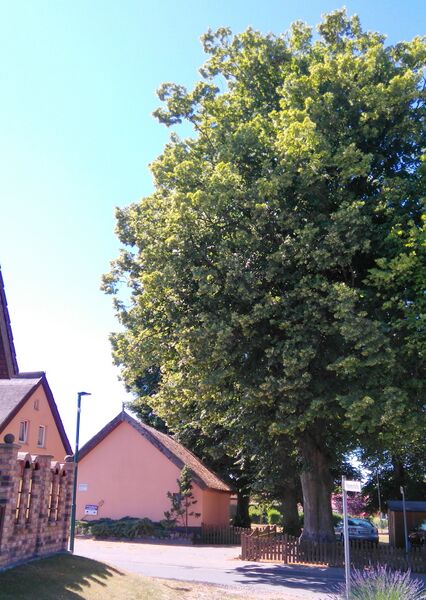 Datei:Linde 4.jpg