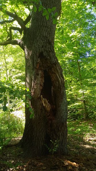 Datei:Eiche Kossatenkoppel.jpg