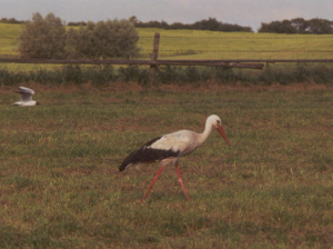 Der Storch ist seit vielen Jahren ein gern gesehener Gast in Kirch Mulsow.