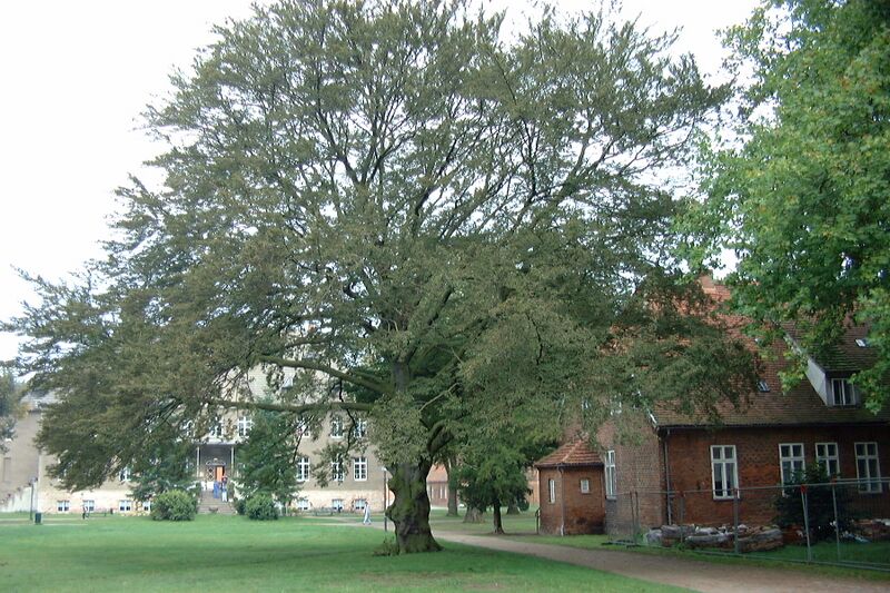 Datei:Dobbertin-Kloster (2000) 010.JPG