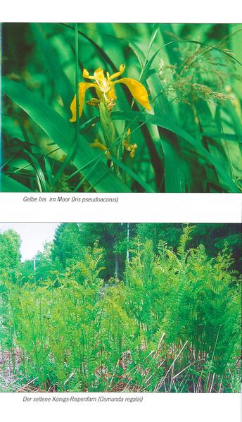 Datei:ML Gelbensander Forst 71.jpg