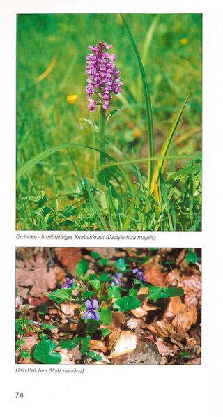 Datei:ML Gelbensander Forst 74.jpg