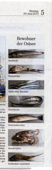 Datei:2015 Ostsee Fische b.jpg