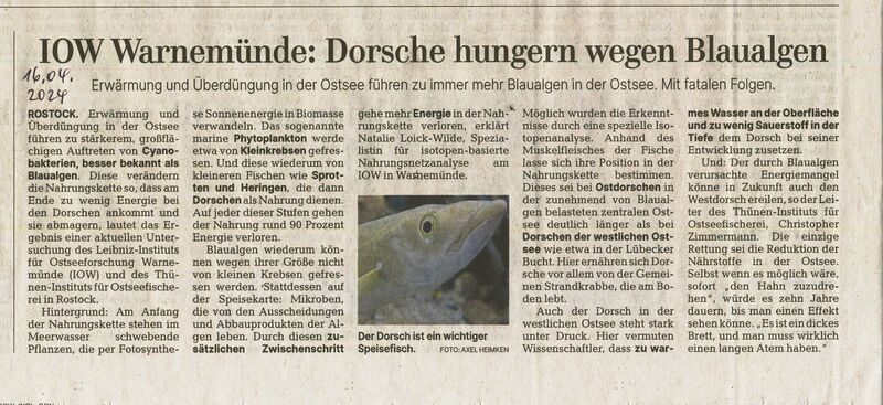 Datei:Dorsch 2024 Zustand 2.jpg
