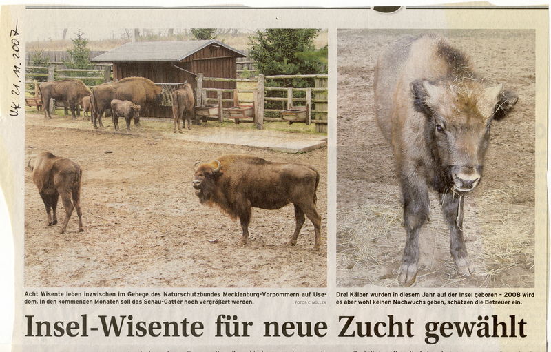 Datei:2007 Wisent 11 a.jpg